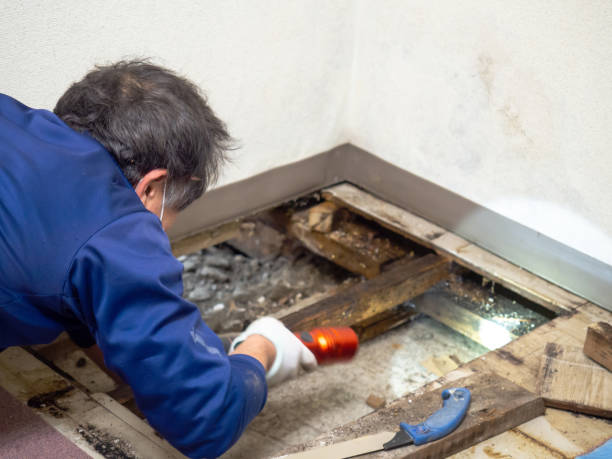 Best Emergency Mold Removal  in Schleswig, IA