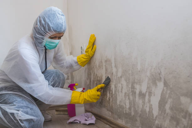 Best Professional Mold Removal  in Schleswig, IA