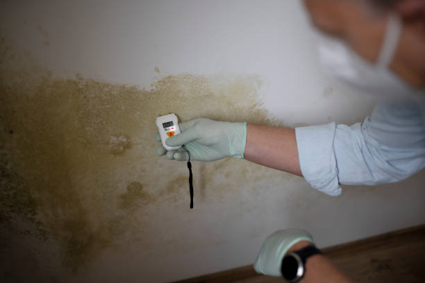 Best Residential Mold Removal  in Schleswig, IA