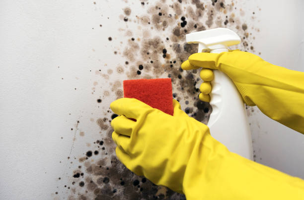 Certified Mold Removal in Schleswig, IA