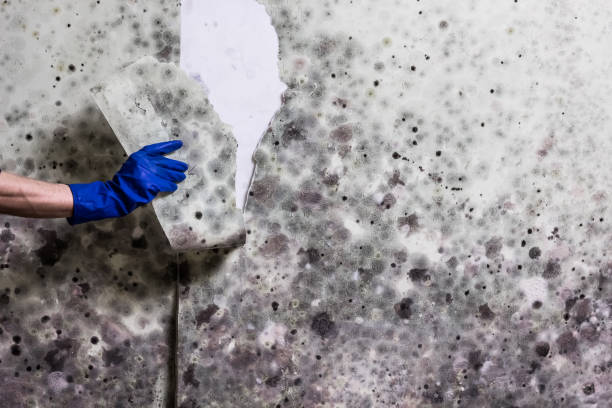 Best Professional Mold Removal  in Schleswig, IA