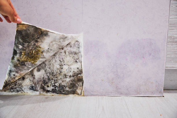 Best Mold Damage Repair  in Schleswig, IA
